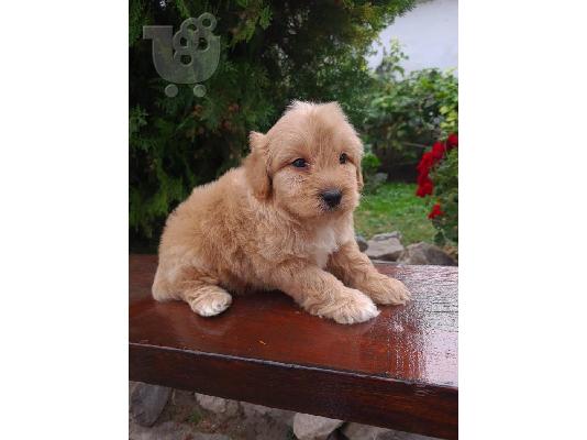 Goldendoodle
